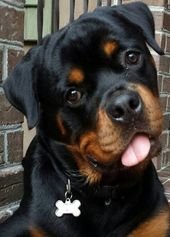 Rottweiler Dog Breed Information