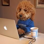 Why Samson the Goldendoodle is Breaking the Internet