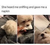 29 Tweets & Tumblr Posts Anyone With A Small, Fluffy Dog Will Find Extra Funny
