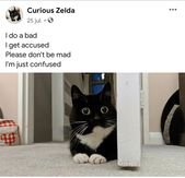 Curious Zelda’s Most Recent Tweets