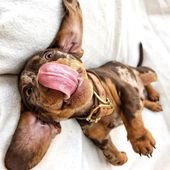 Dachshund Products, Apparel and Gifts | Dachshund-Central