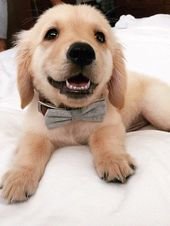 ESPECIALLY IF THE CULPRIT IS WEARING A FANCY BOW TIE.