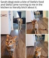 Keeping Sadness At Bay With Another Purrfect Caturday