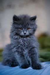 My name is Cooper, I’m a British Longhair Blue kitten