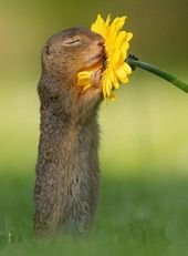 PetsLady’s Pick: Sweet Prairie Dog Of The Day