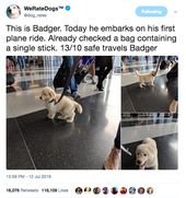 Prepare Yourself To Be Blessed With This Week’s Goodest Dog Posts