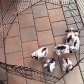 Rabbit Pen