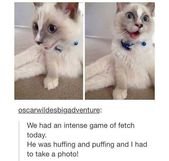The Happiest Little Furball