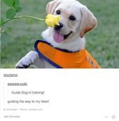 Tumblr Posts All About Animals