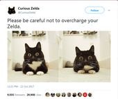 Zelda Is a Curious Cat With Wild Eyes And Weird Tweets
