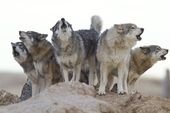 Not Many Know About This Exotic Animal Sanctuary Right Here In Colorado