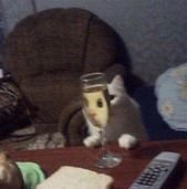 Pets-Animals-Behind-Glasses