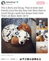 Pure Wholesome Dog Tweets By ‘We Rate Dogs’