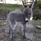 These 30 Cute Baby Donkeys Are Everything You Need To See Today