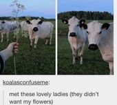 Wholesome Animal Memes To Start The Week Off Right