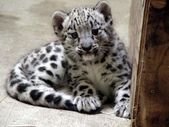 Baby snow leopard born at John Ball Zoo