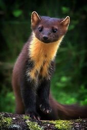Get Stoked For These Insanely Adorable 14 Stoats!