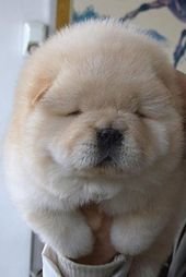 Madame Fluff.