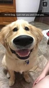 There’s A Snapchat Filter That Makes Dogs Look Like Dug From “Up”