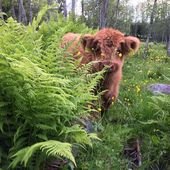 These Adorable Highland Calves Are the Best Thing You’ll See Today