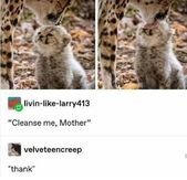 Wholesome Animal Memes Are The Definition of Happiness (17 Memes)
