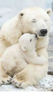 11 Pure Photos of Polar Bears For Good Feels