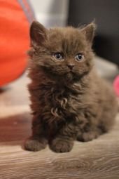 20 Poodle Cats That Are So Fluffy You’ll Squeal