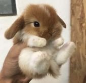 30+ Adorable Bunnies to Put You in the Easter Spirit