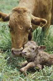 8 Incredible Facts That Prove Cows Are Too Sweet to Eat – ChooseVeg