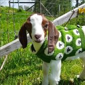 Goats Are The Hottest New Pet To Show Off On Instagram