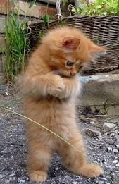 Here Are Adorable Kittens To Get You Through Monday