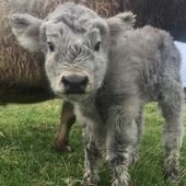 If You Ever Feel Sad, These 50 Highland Cattle Calves Will Make You Smile