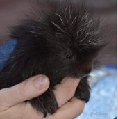 Orphaned Porcupine Was So Tiny He Didn’t Even Have Quills Yet