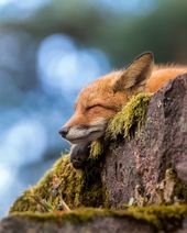 Photographer Shows Finland’s Forests That Seem To Have Come Straight Out Of A Fairy Tale (New Pics)