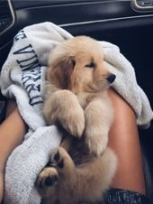Top 5 Mental Health Benefits of Owning a Dog
