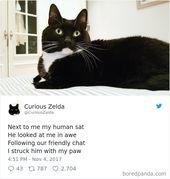 73 Funny Tweets By Curious Zelda That Will Instantly Make Your Day