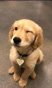 Cute adorable dogs
