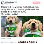 Here Are The 20 Best Pupper Posts Of The Week
