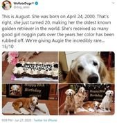 Most Wholesome Dog Rates Of 2020 (75 Rates)