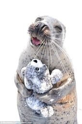 Smitten seal hugs a toy version of itself in pure joy