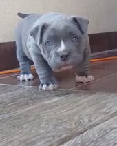 Staffordshire Bull Terrier Toys