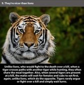22 Amazing Facts About Tiger That Prove How Powerful They Are