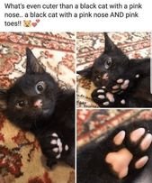 32 Insanely Purrfect Cat Memes To Ring In Caturday The Right Way