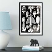 Art Forms in Nature graphic scientific Mushroom print – A4 Framed White