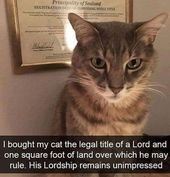 Caturday: Gateway To Cat Meme Madness (35 Memes)