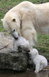Double the cuteness with twin polar bear cubs