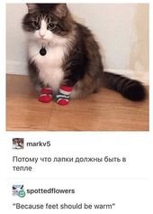 Enjoy Some Caturday Bliss (30 Cat Memes)