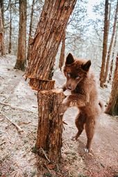 An Extremely Rare Fully Chocolate (Brown) Siberian Husky