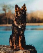 German Shepherd Is 100 Percent Sure He’s A Bird