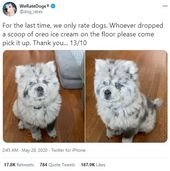 Most Wholesome Dog Rates Of 2020 (75 Rates)